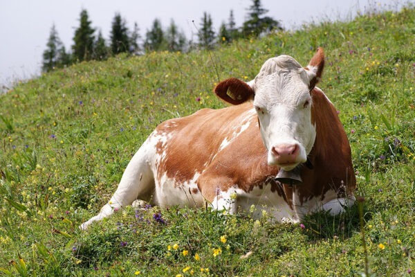 Qurban in Cambodia 2025