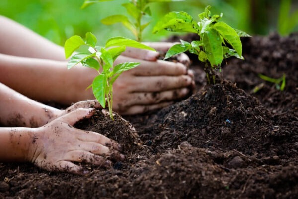 Tree Plantation